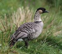  Hawaii State Bird - Nene Goose